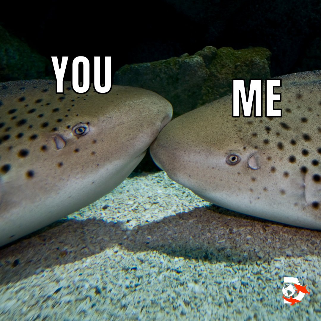 SharkWeek's tweet photo. Tag your day one #SharkWeek buddy 👯‍♀️
#SharkWeek is back Sunday, July 23 on @Discovery https://t.co/aAa0wbQpUd