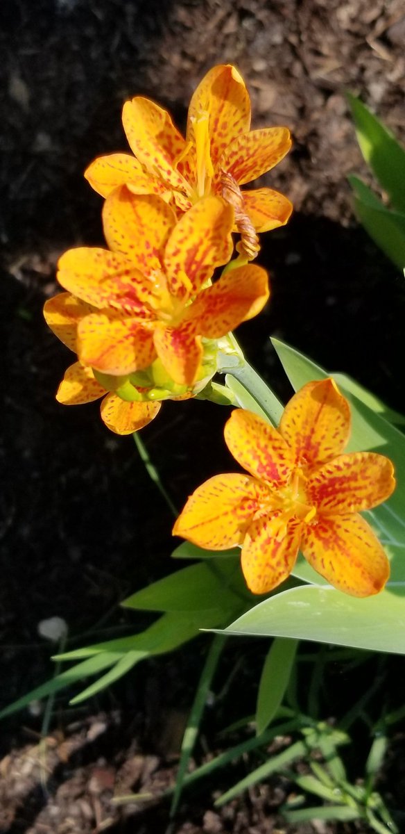 Freckle Face, such a pretty flower