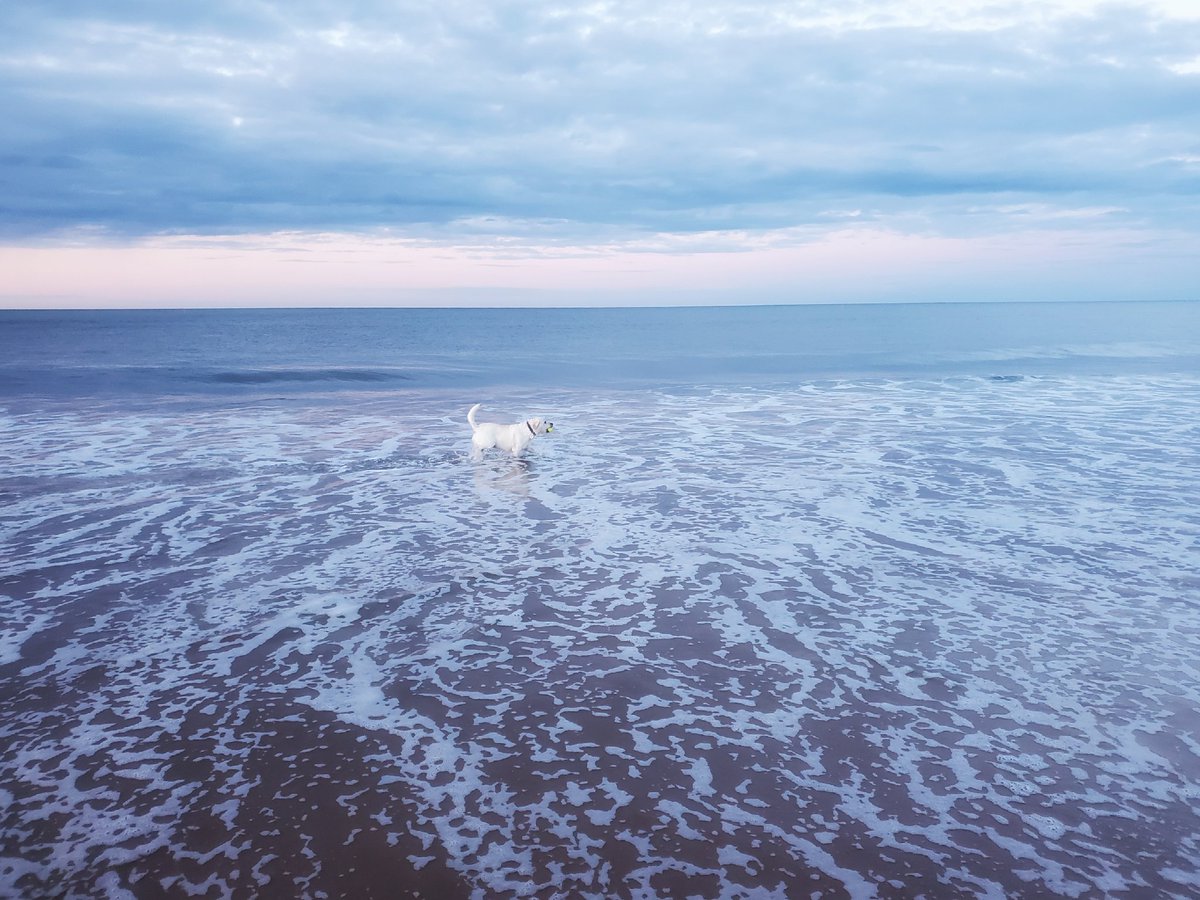 moley75's tweet photo. Late night walk #whitleybay #labrad https://t.co/3lDwDkqmM3