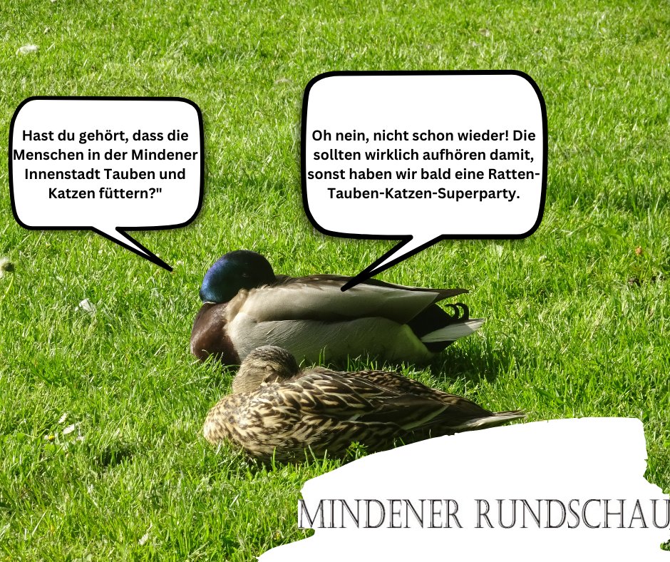 mindenerrundsch's tweet photo. Städtische Betriebe bitten Tauben und Katzen nicht zu füttern/Reichhaltiges Nahrungangebot führt zu übermäßiger Vermehrung
https://t.co/wJ6rov6uyR
#Minden #Mindenerrundschau https://t.co/iw93nlXoaf