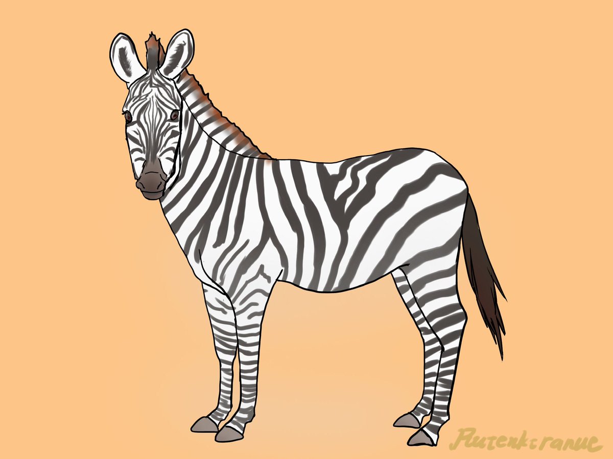 rutenkt's tweet photo. #シマウマ　#zebra https://t.co/FppswOIYI7
