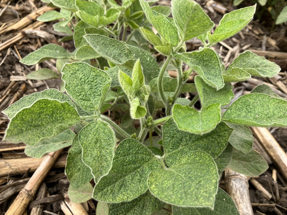 mattdues21's tweet photo. The dry June has brought out the spider mites. Be on the lookout for yellowing soybeans downwind of your brown lawns and road ditches. @CropTechInc https://t.co/ONn5l7Wegi