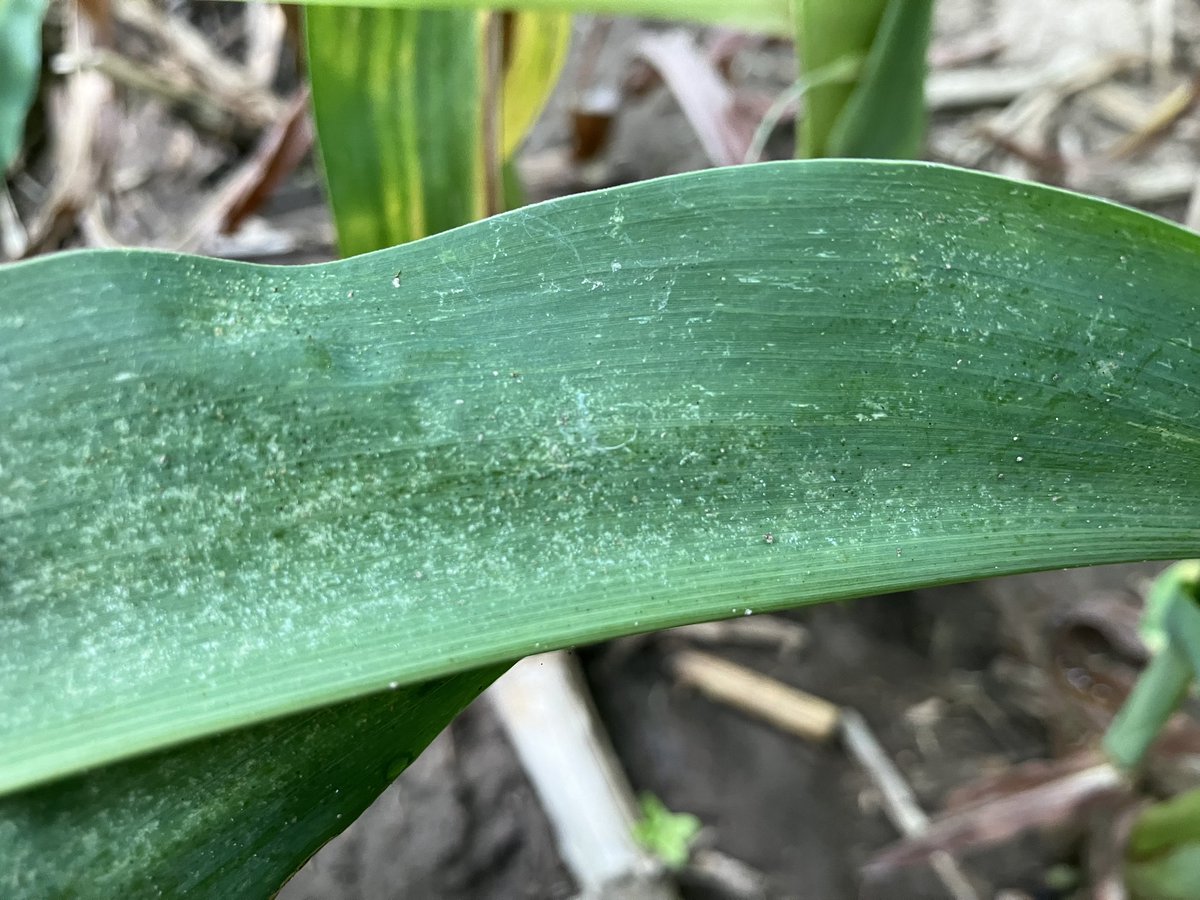 The dry June has brought out the spider mites. Be on the lookout for yellowing soybeans downwind of your brown lawns and road ditches. <a href="/CropTechInc/">Crop-Tech Consulting</a>