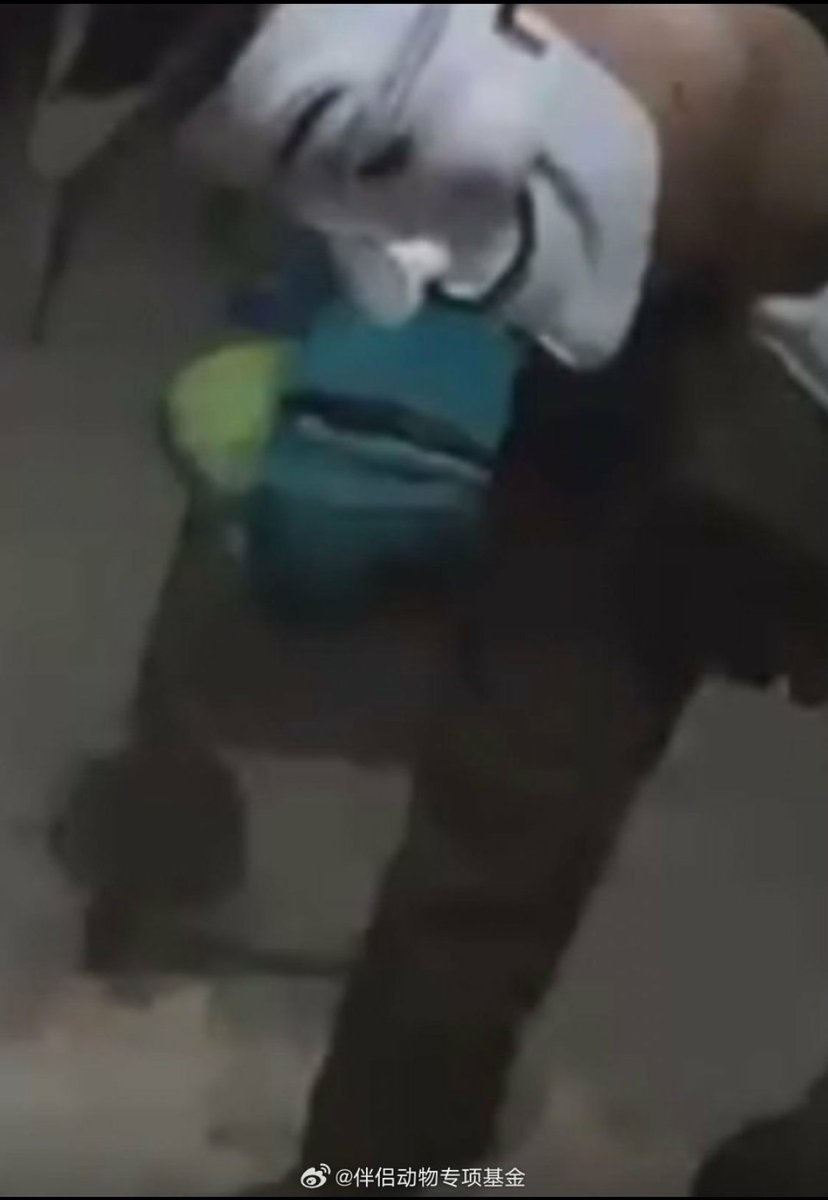 WeAreNotFood's tweet photo. The boy is the main member of a #catabuse gang. They formed a cat abuse group & brought people to TG. In the past two years, the boy was live broadcasting cat abuse on TG every day!
Caring people in China naturally hope that this will be investigated and dealt with.
@MFA_China https://t.co/XKcMzh7XN8