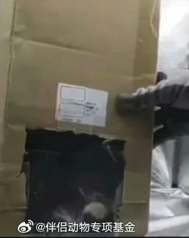 WeAreNotFood's tweet photo. The boy is the main member of a #catabuse gang. They formed a cat abuse group & brought people to TG. In the past two years, the boy was live broadcasting cat abuse on TG every day!
Caring people in China naturally hope that this will be investigated and dealt with.
@MFA_China https://t.co/XKcMzh7XN8