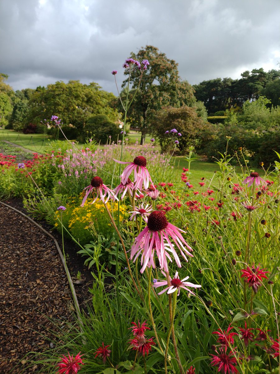 New planting @Ness_Gardens and #Echinacea are showing off already