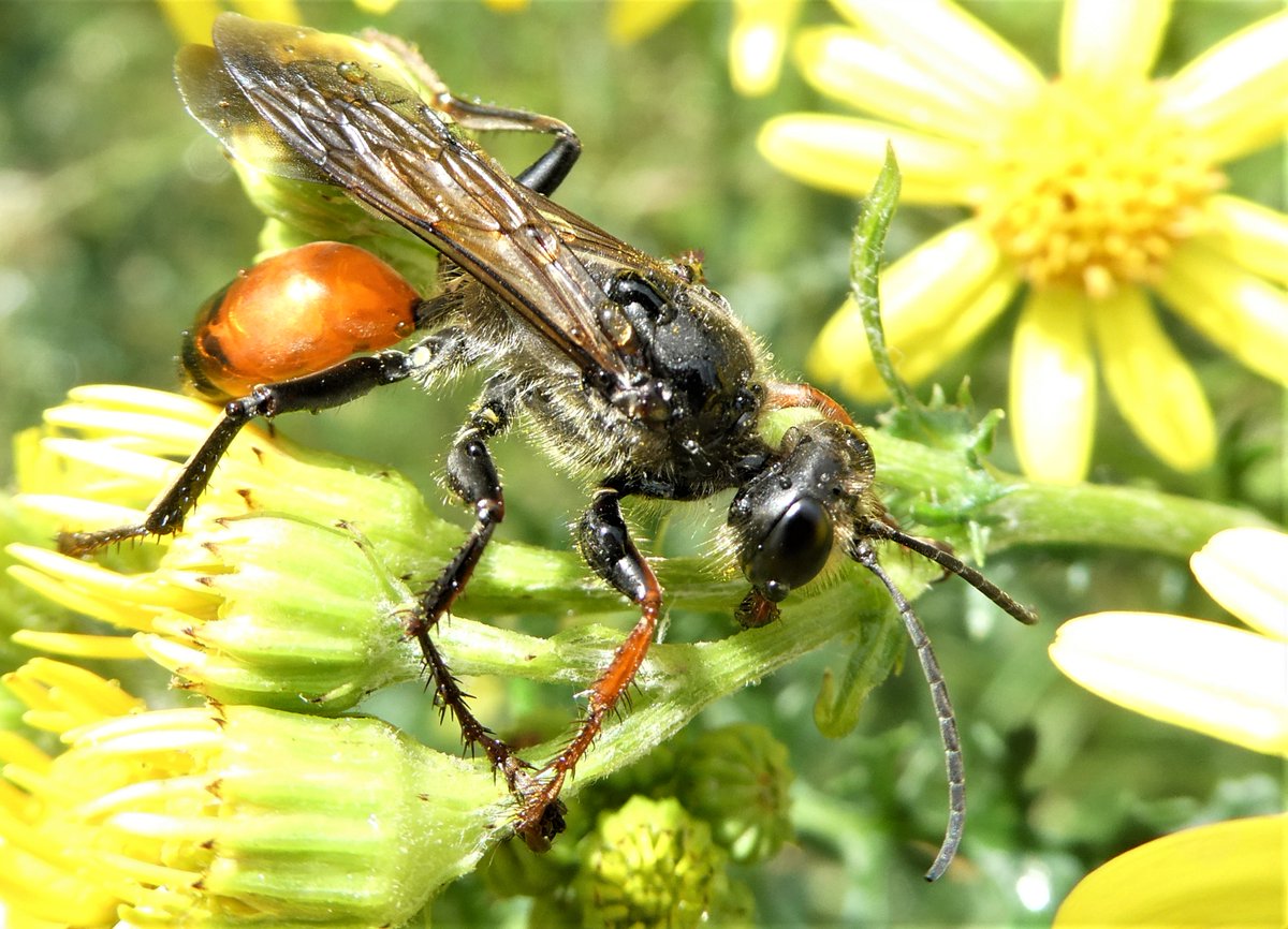 DrNiemitz's tweet photo. What a sight! The grasshopper wasp, a new #climatemigrant in N-Germany. Stunnig insect!
Wow! Die Heuschreckenwespe #Sphex Heute zum 1. Mal in SH gesehen! Ein #Klimamigrant. Seit 2020 soll es noch ein paar Meldungen geben. Aber ein schönes Foto?
#NaturePhotography #naturelovers https://t.co/W9ZzX6RgbY