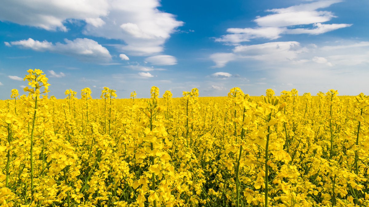 What's the most analyzed piece of agricultural land in the world? 
At <a href="/OldsCollege/">Olds College of Agriculture & Technology</a> Smart Farm, xarvio &amp; <a href="/BASFAgSolutions/">BASF Agricultural Solutions Canada</a> is helping capture hundreds of data points on the intersection of soil characteristics and disease presence in wheat. Learn more: oldscollege.ca/smart-farm-res…
