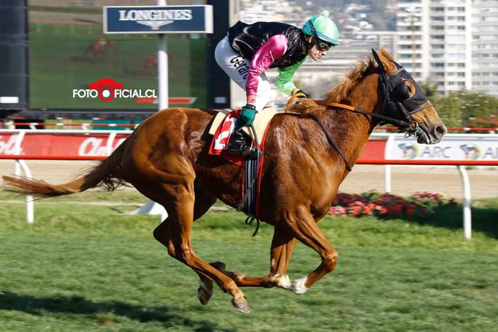 Pasionporlahip's tweet photo. TERENCE HILL (Il Campione) Ganadora del clásico Pr. Connie Nistel en @valparaiso_sporting. Con la conducción de Gerard Rodriguez y la preparación de Carlos Raby. Luciendo los colores del Stud Tarantino.
📷@FOTOOFICIALCH
#valparaisosporting #clasico #carreras #hipicachilena https://t.co/Lne1yzpGpF