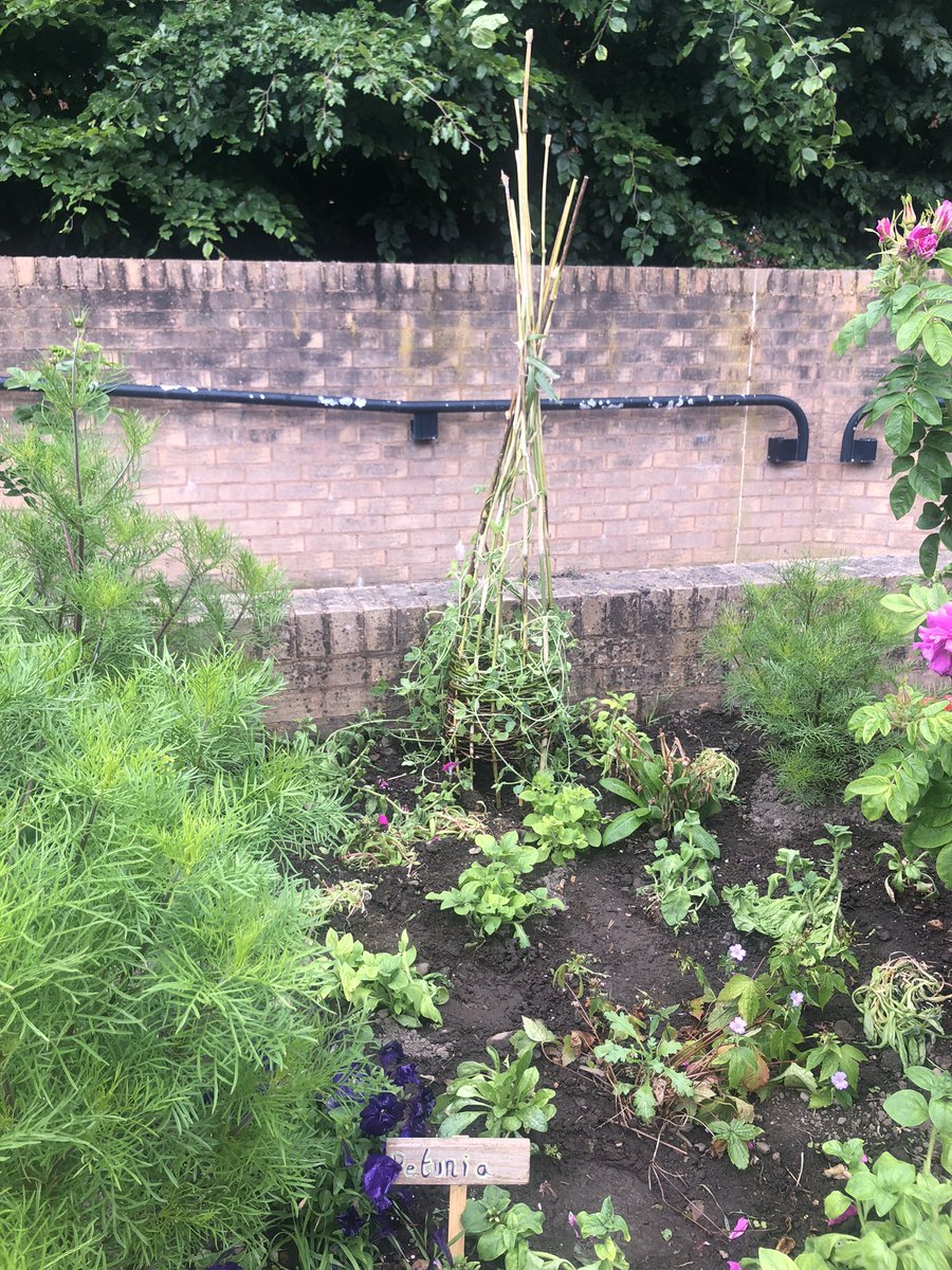 CoralineT88's tweet image. Today was the penultimate day of my placement &amp;amp; we welcomed the lovely Becky from @DenbighshireCC who taught patients &amp;amp; staff the art of willow weaving! We made these cute obelisks and bird feeders for the garden :) #natureforhealth #OTstudent #willowweaving @GlyndwrOT #limbloss