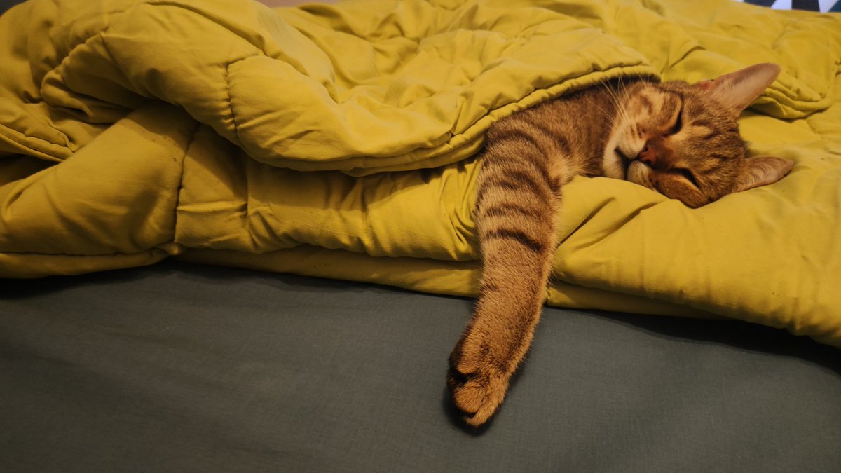 RobertaZeCat's tweet photo. Bouboune Ze Bounty est un chat malheureux ! https://t.co/ZTzMmDG6W8