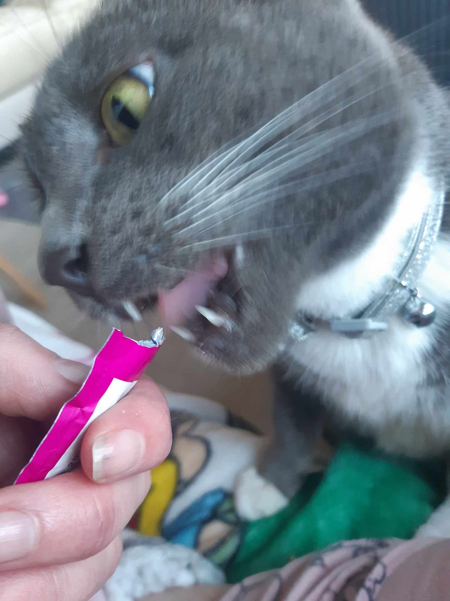 jarjamplays's tweet photo. Jimi runs this account now here's my cat https://t.co/EVY7RkdqT7