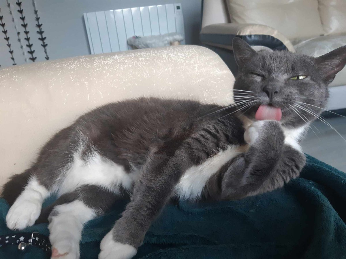 jarjamplays's tweet photo. Jimi runs this account now here's my cat https://t.co/EVY7RkdqT7