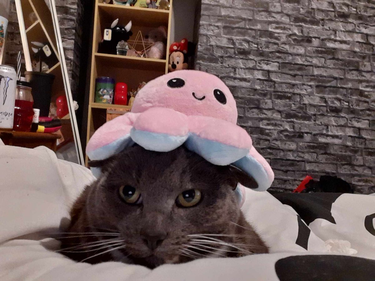 jarjamplays's tweet photo. Jimi runs this account now here's my cat https://t.co/EVY7RkdqT7