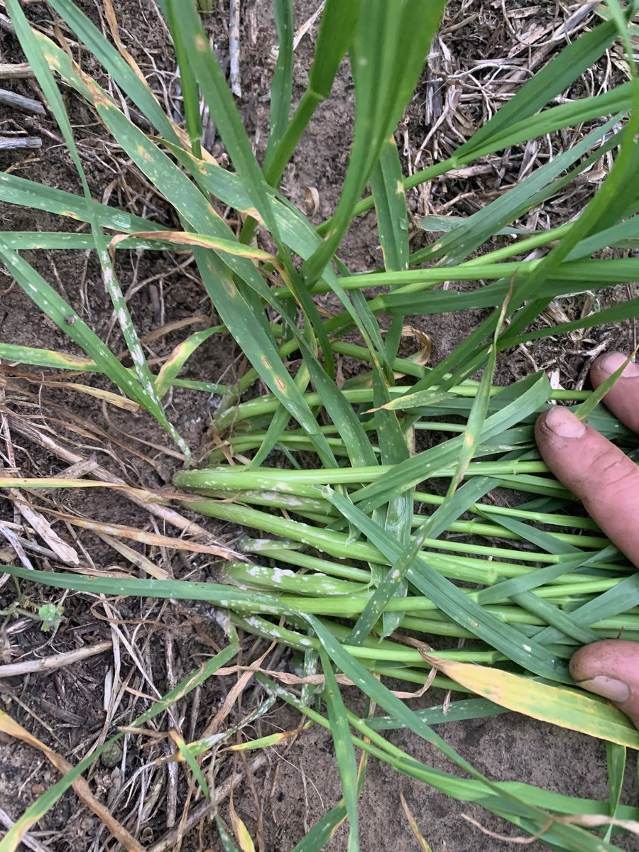 Roger Lienert tweet media