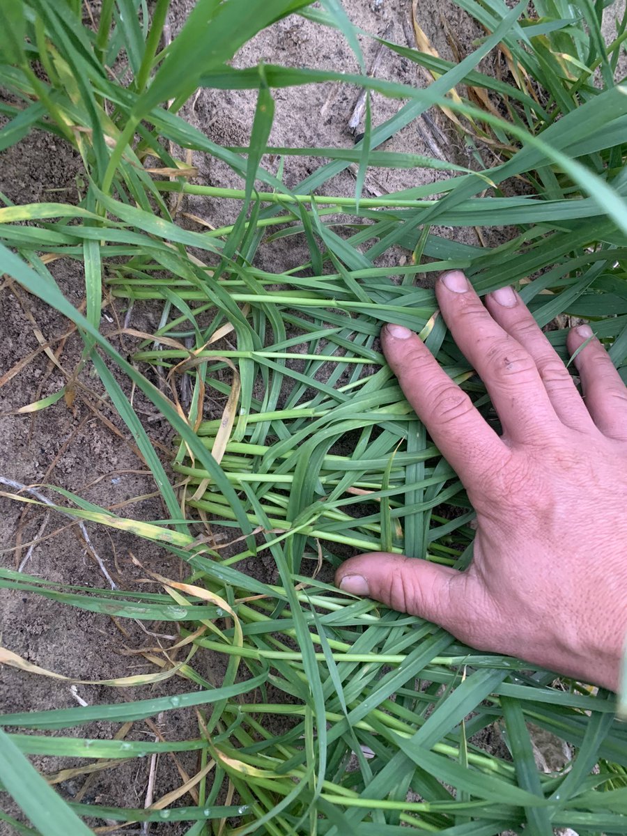 Roger Lienert tweet media