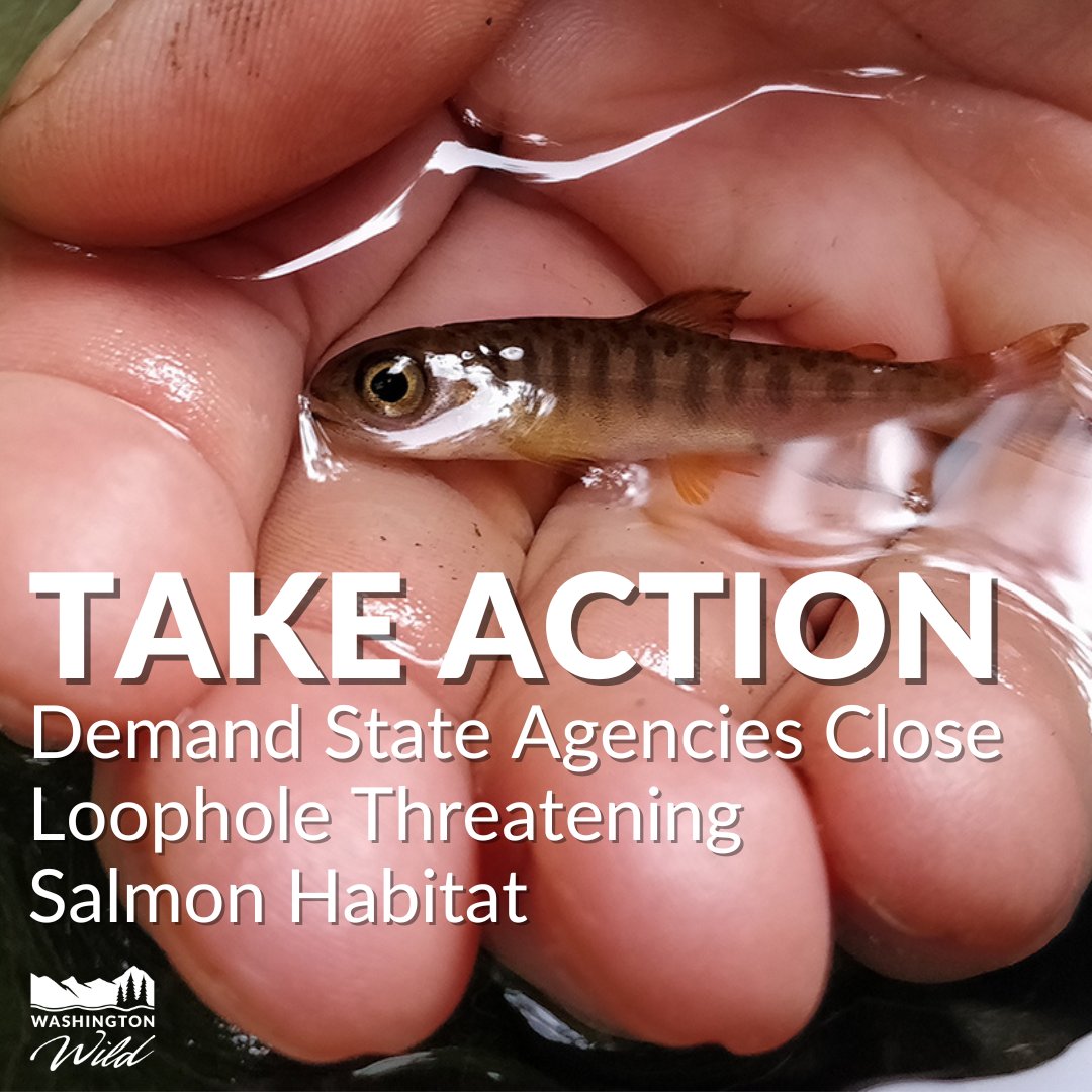 Washington Wild tweet media