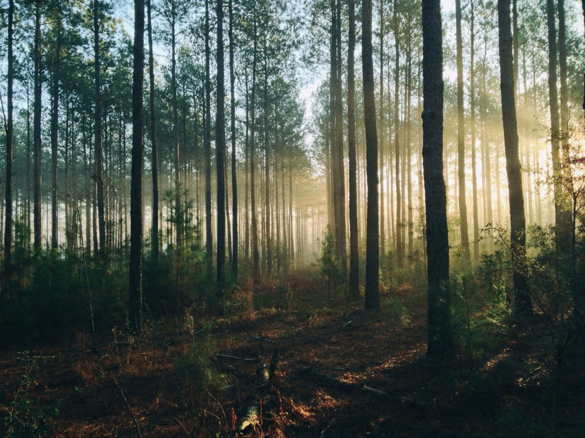 SaportaReport's tweet photo. Georgia is the number one forestry state in the nation and – notes Guest Columnist and @GATrees  director, Tim Lowrimore - it’s an exciting time for forestry in the state.  @GATrees  https://t.co/qmS8VWQ3Xj https://t.co/UUBG5HbYc5