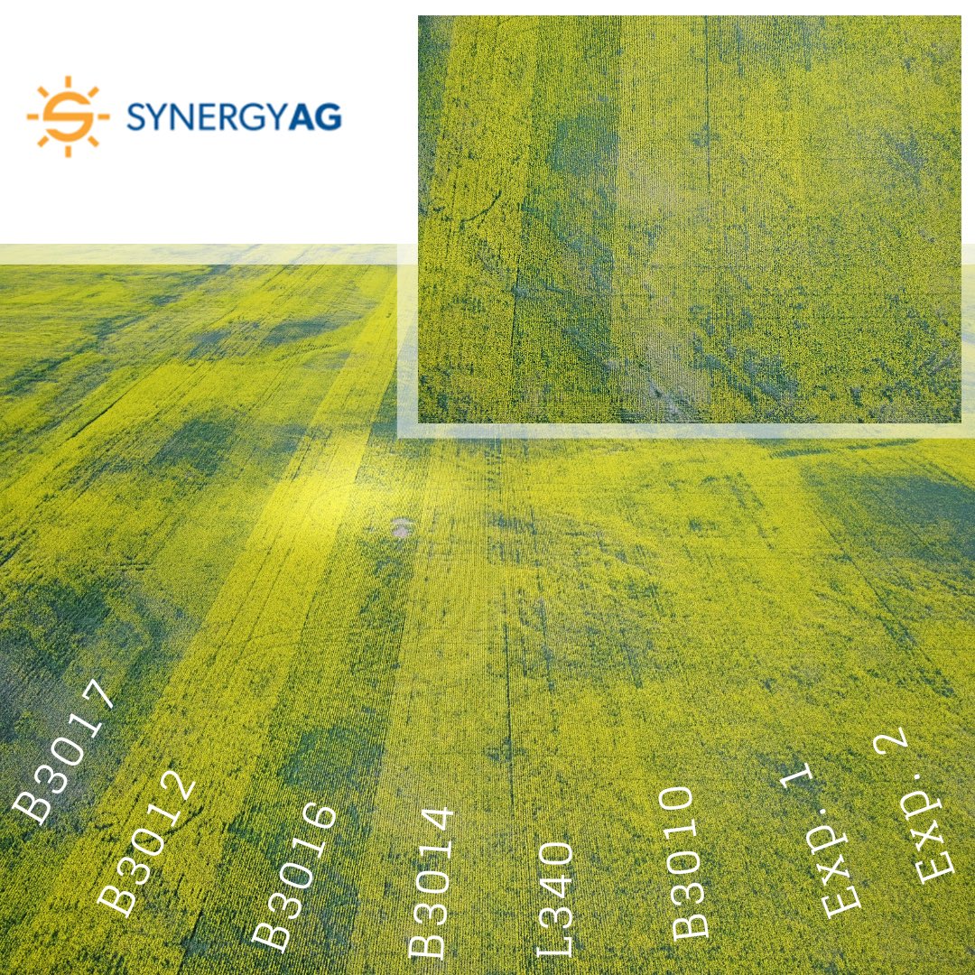 Tested out the drone today to check out our plots and we are not disappointed. This trial is a perfect example of the difference in maturity between varieties!