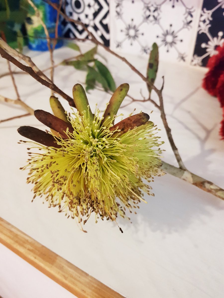 Jodstar01's tweet photo. Stunning flower dad and I saw while on a recent bush walk. He said it's a Maleleuca #tree #nativeflower from WA. https://t.co/nhVgdCZJGR
