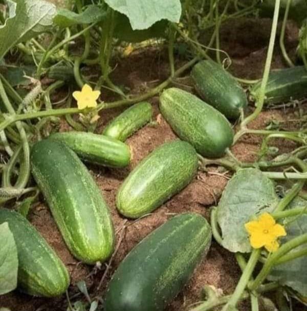 Sharing for Educational purposes ✔️ 💯 

FACTS ABOUT CUCUMBERS  YOU MUST KNOW 

1.  Cucumbers contain most of the vitamins you need every day, just one cucumber contains Vitamin B1, Vitamin B2, Vitamin B3, Vitamin B5, Vitamin B6, Folic Acid, Vitamin C, Calcium, Iron, Magnesium,