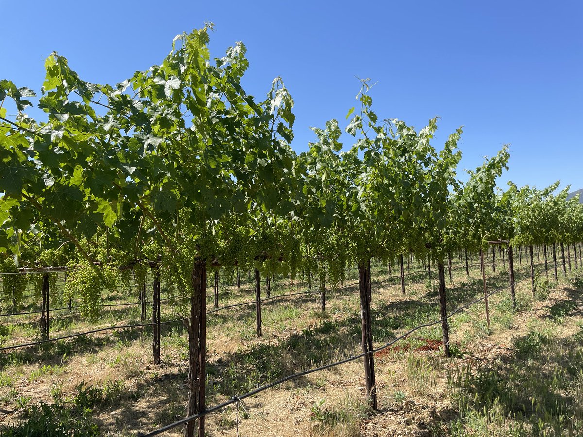 George Zhuang tweet media