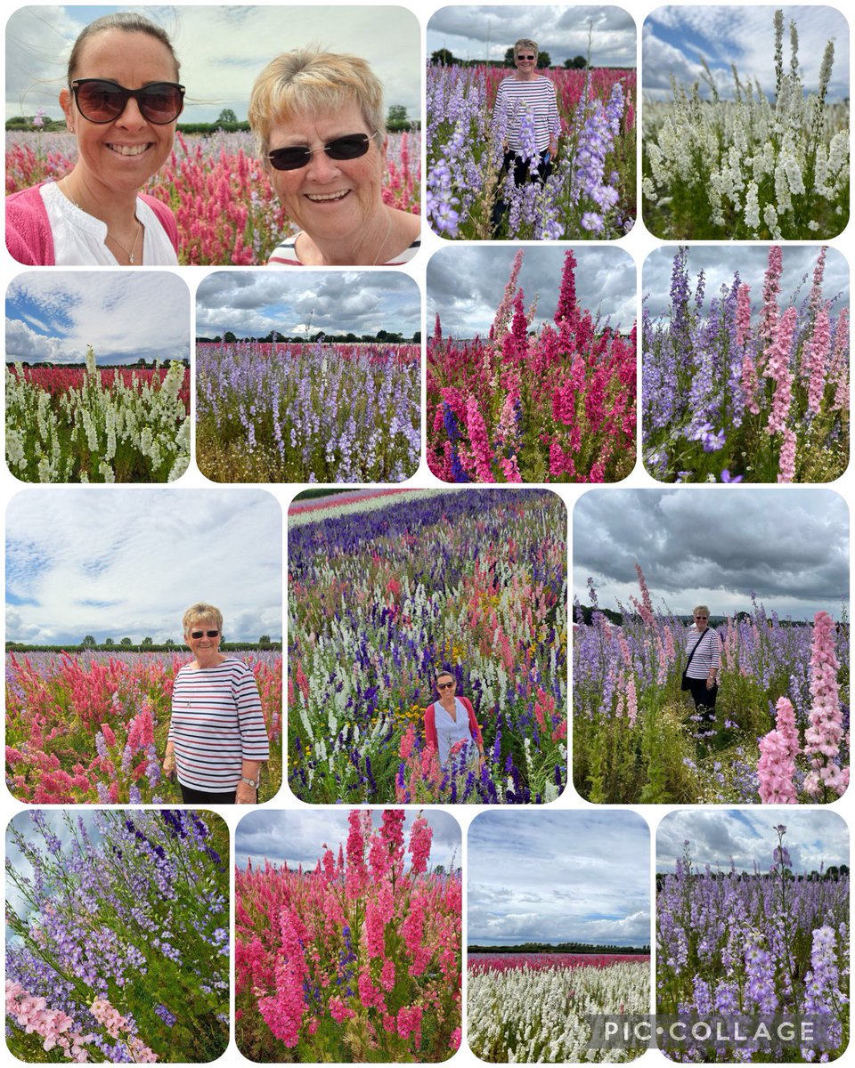 AndreaKay76's tweet photo. Didn’t manage a blue sky, even had wind and rain. Despite this Mum and I had a lovely couple of hours walking around, taking lots of photographs and looking at the beautiful flowers. Enjoyed a nice cup of tea and a wonderful slice of lemon drizzle and left with a bunch!  💛🌸🪻💜 https://t.co/hvIcuqpV9T