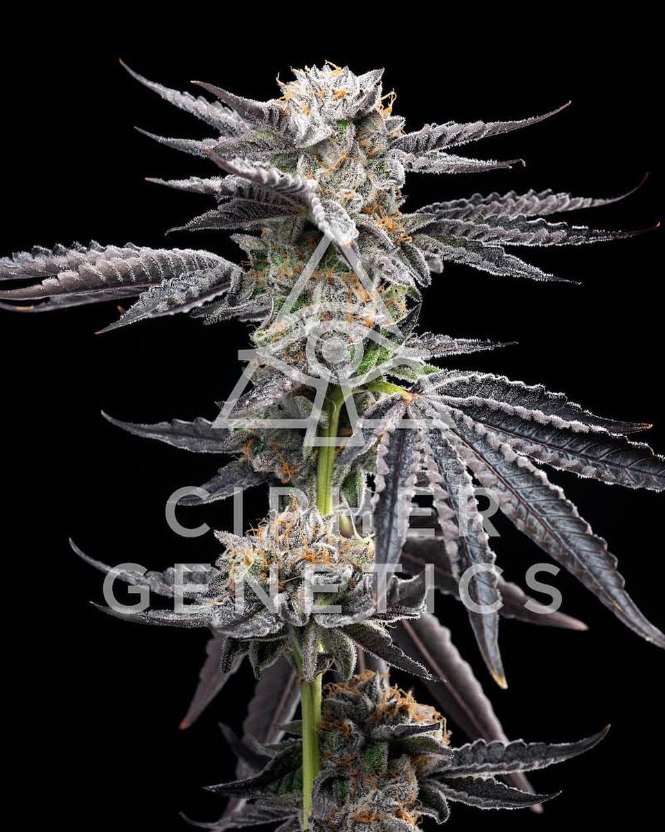 Guesswhosbackulator tweet media