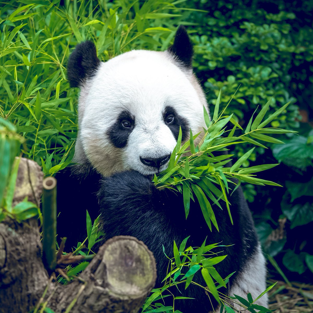 A_animals1987's tweet image. 🐼 Pandas are iconic symbols of conservation. They primarily feed on bamboo, consuming vast quantities each day. Despite being classified as carnivores, their diet consists of around 99% bamboo, making them herbivores with a bamboo obsession!🎍🐼 #PandaFacts #BambooEaters