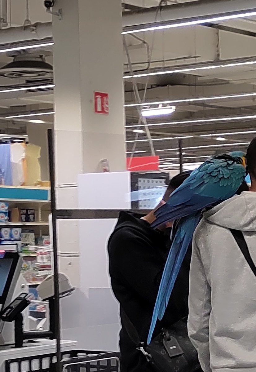 ikvsni's tweet photo. sinon hier y avait un perroquet au taf https://t.co/RdT8PTLw2O