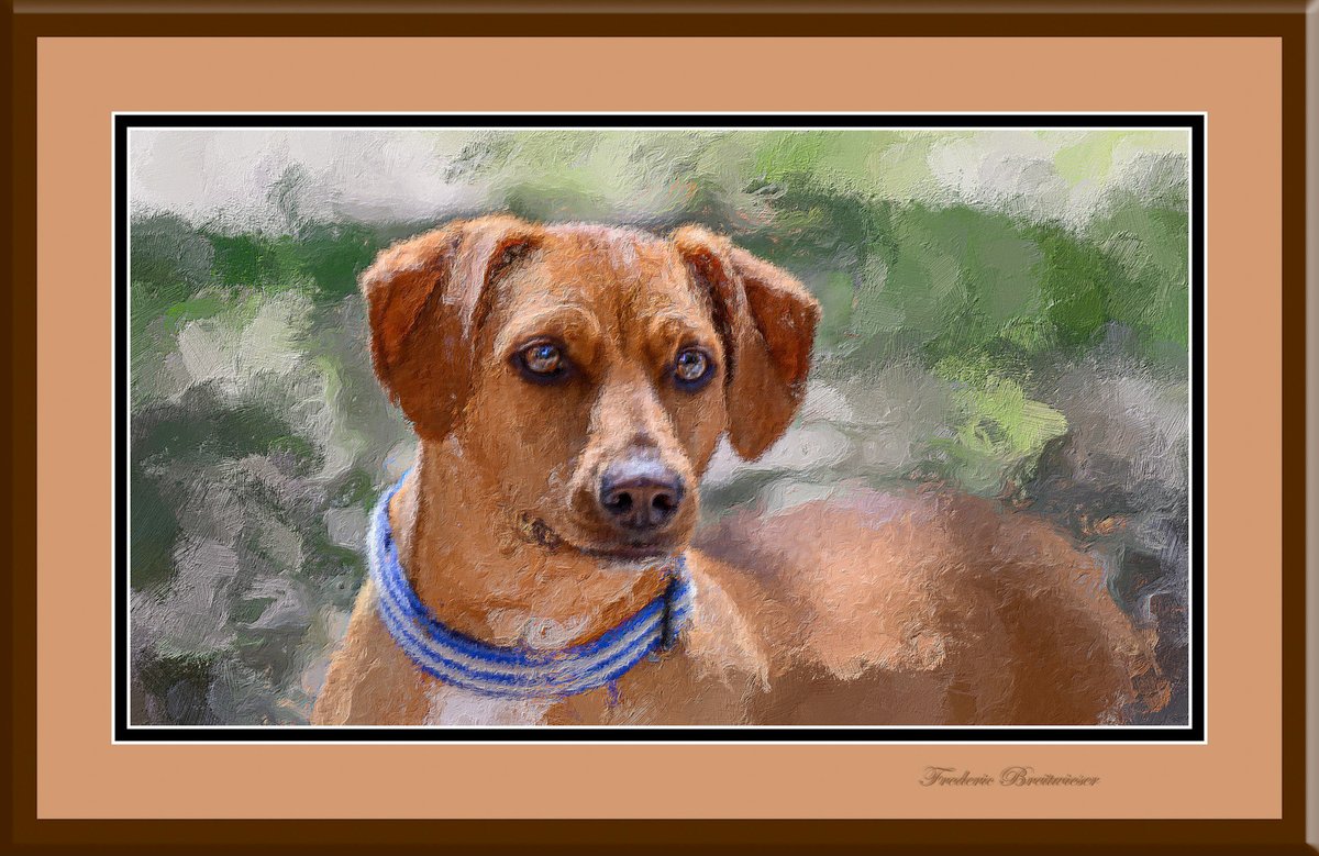 Dog Photographer tweet media