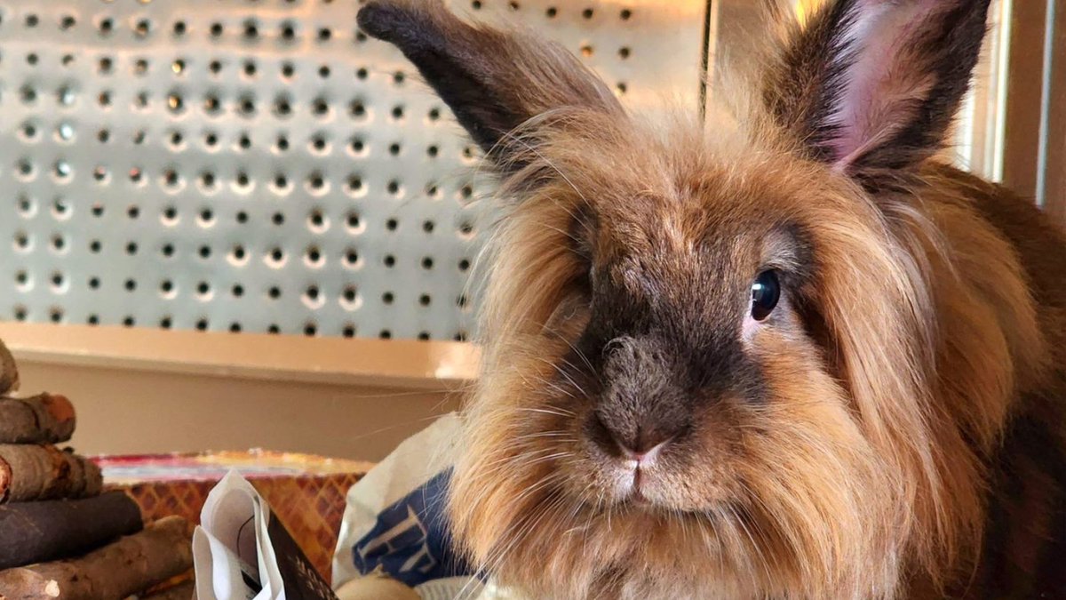 EdmontonHumane's tweet photo. #EHSpet Mocha is a mug-nificent combination of perky & sweet ☕ She loves her leafy greens, exploring… AND she's litterbox trained!
Learn about Mocha on @GlobalEdmonton from @DrTedPurcell & how YOU can become an EHS foster volunteer!
Find out more -> https://t.co/oK6U2IqNZK https://t.co/YntOFPNB4u