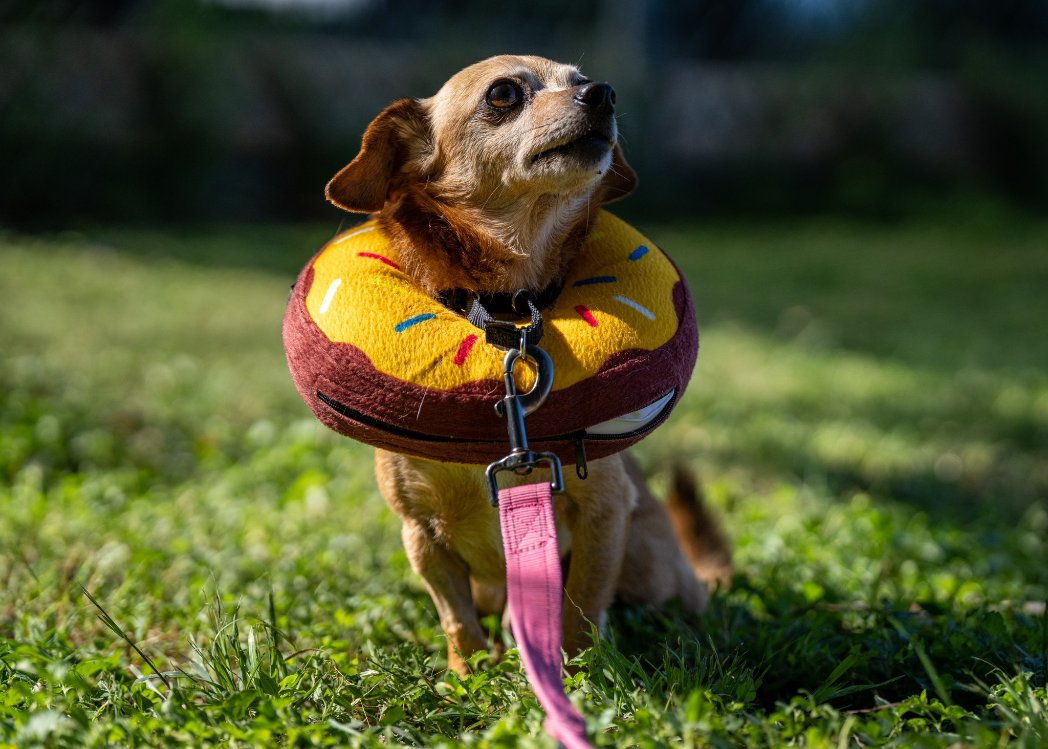 15outof10's tweet photo. This is Twix. He was one of 16 dogs rescued from a hoarding case, and he arrived in need of intense dental surgery. We're happy to share he is officially our 200th SPONSORED DOG! That's 200 dogs who have their pre-existing medical conditions covered for the rest of their lives ❤️‍🩹 https://t.co/gtIuNlFOvM