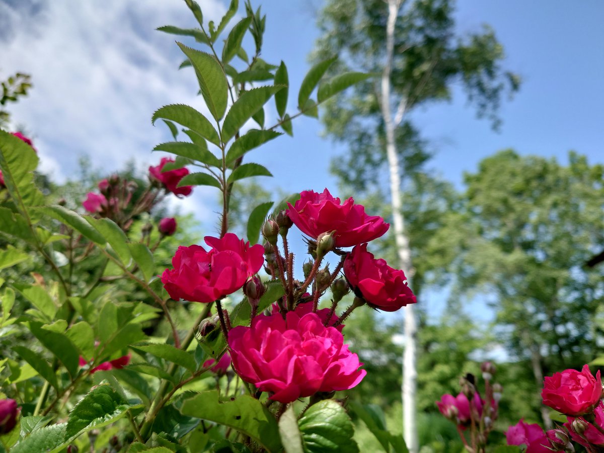 3d8eNApJX1hq0OL's tweet photo. 梅雨晴れのキラリ輝く青空に
映えて美しノイバラの赤
#短歌写真部 　#短歌 https://t.co/VTqkAEvWcF