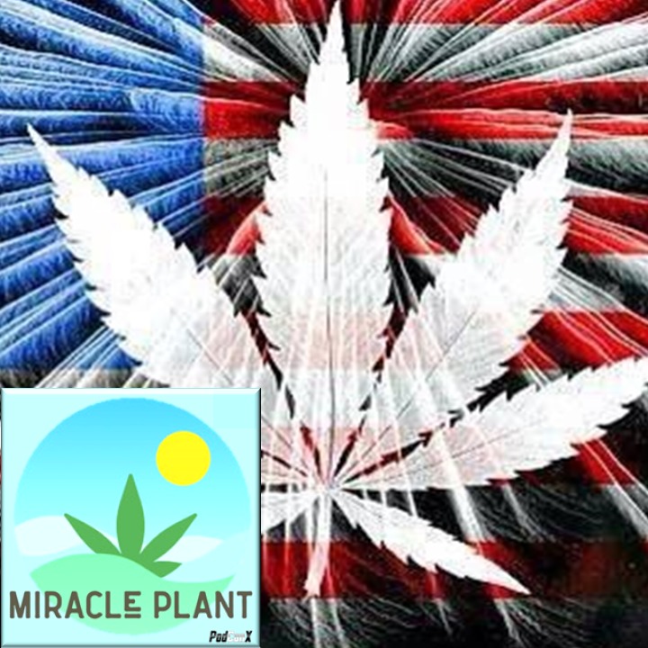 Miracle Plant | Why CBD Didn’t Work For You is out. Check it out here: miracle-plant.simplecast.com/episodes/why-c…
