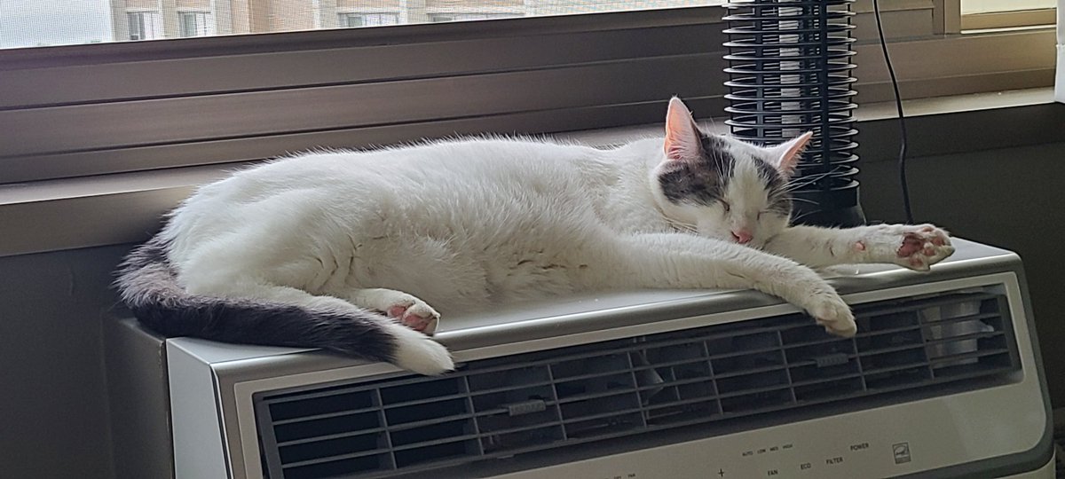 Lazy summer days