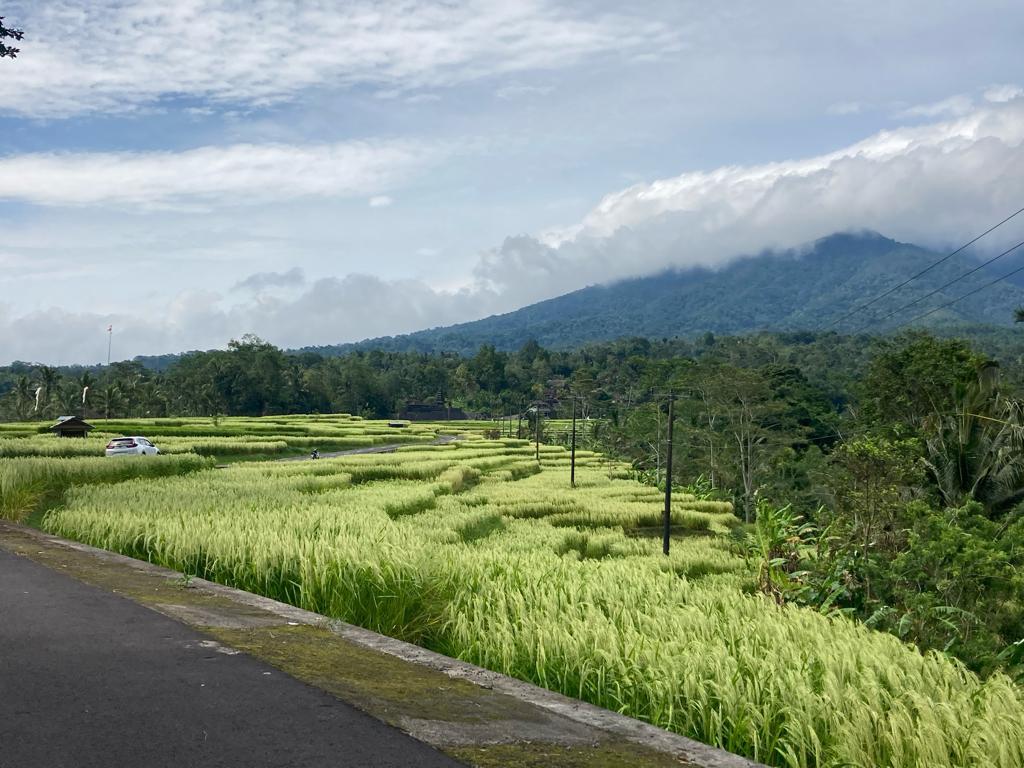 Congratulations to our MSc student Ayumi Ono for successfully defending her thesis on "Operationalizing Indicators of Resilience in Subak System of Bali, Indonesia: Learning from the Satoyama Approach" !