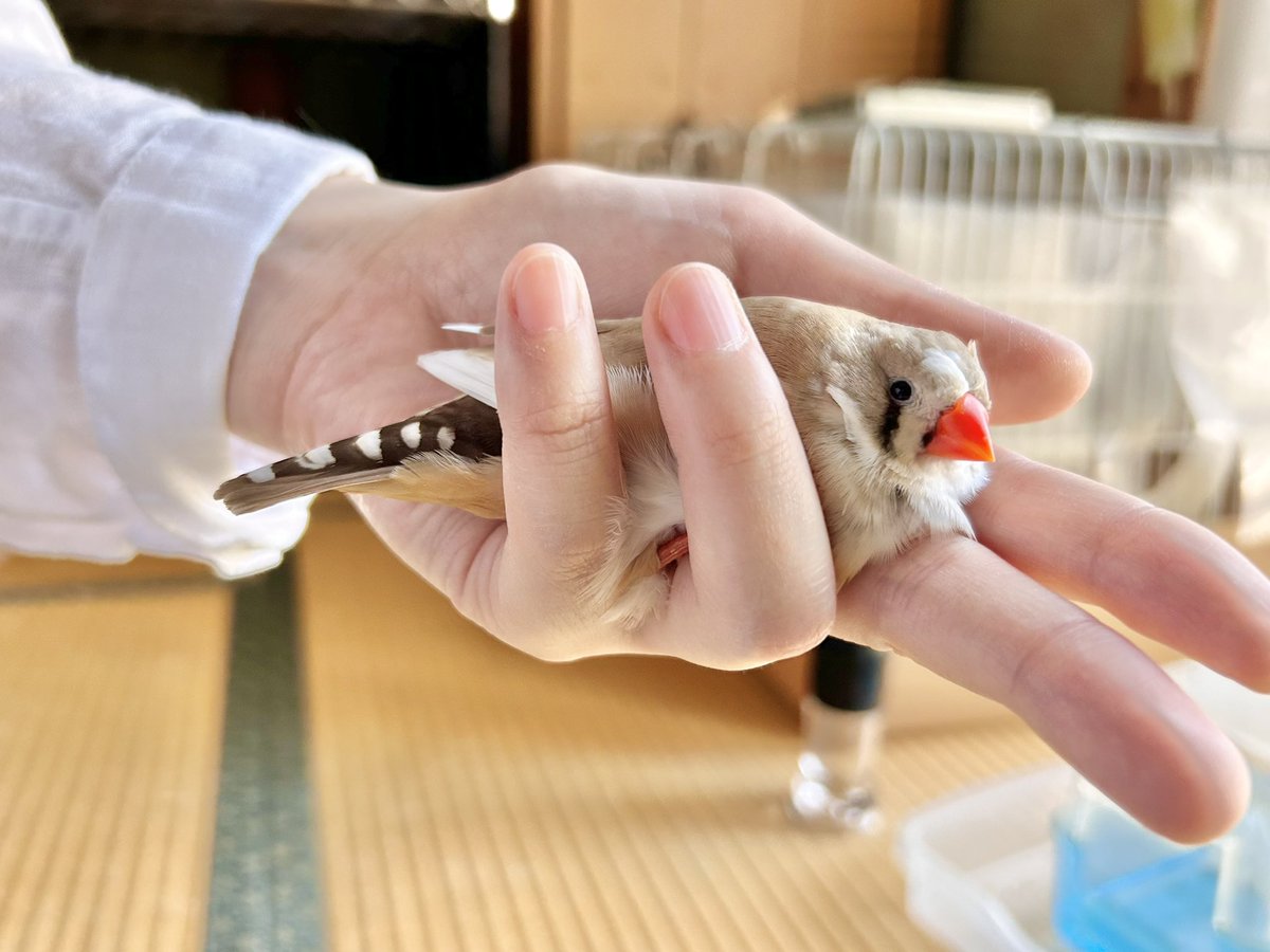 _waffu_'s tweet photo. おはようございます☀

✌️🐥✨…ニギ開けんといて https://t.co/KSzTJYKZiW