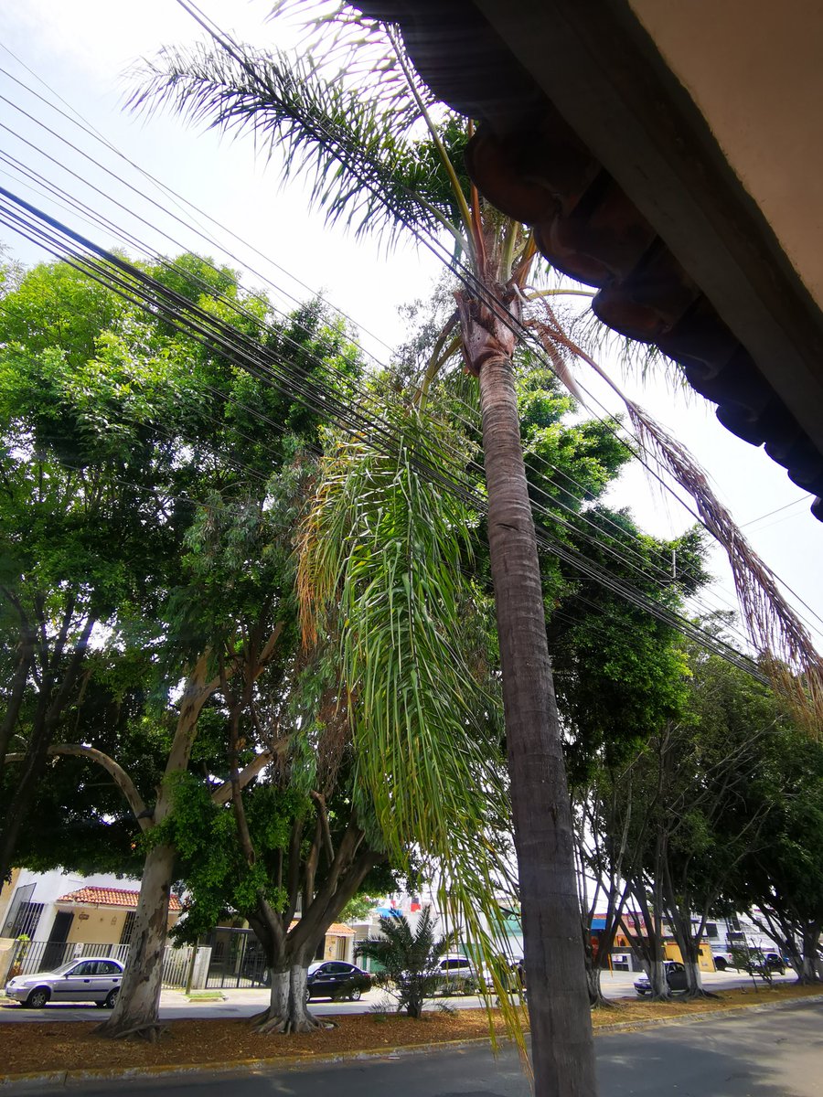 virinutri's tweet photo. Su apoyo por favor con la poda de una palmera que tiene hojas sobre los cables de alta tensión. Esto es en la colonia arboledas en Zapopan. @Linea_Zapopan
 @CFE_Contigo @CFEmx https://t.co/IiT13UzbNa