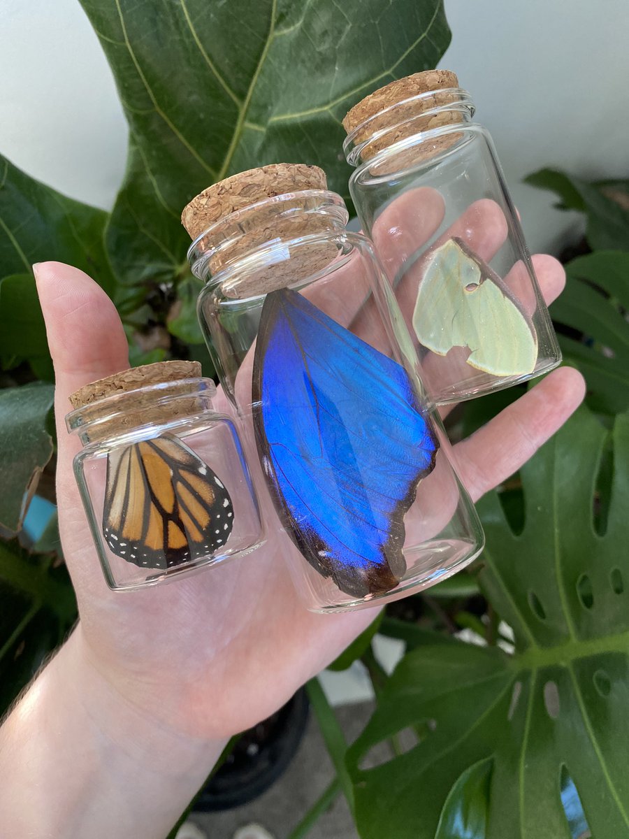 New oddity jars 🦋🧚‍♂️🫶
