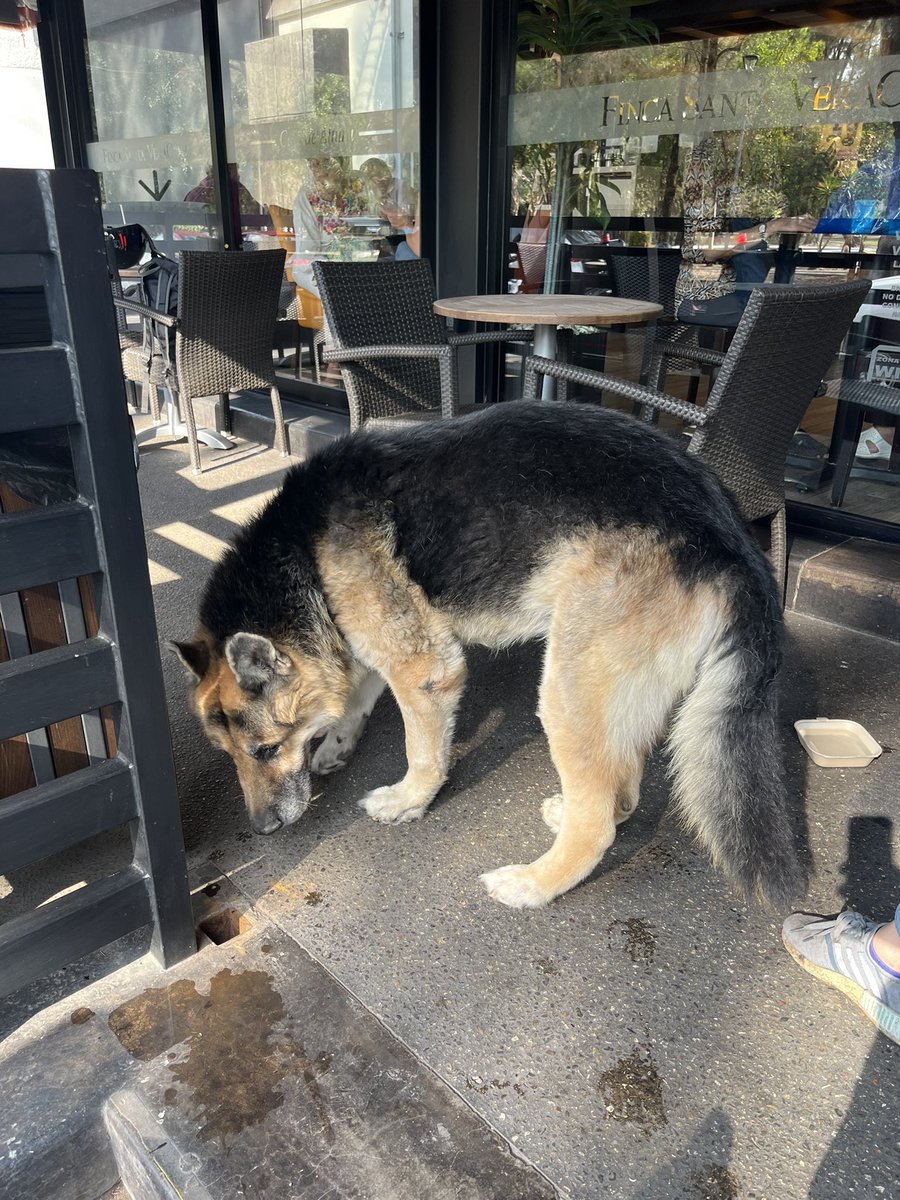 FundacionToby's tweet photo. El dia de hoy en el parque de La Calma en Zapopan Jalisco un señor bajo a 3 perros de su pickup a caminar. Pero al parecer se le olvido uno. Ya no lo encontramos ni venos la camioneta en la que llego. El perro ya esta viejito. Se ve que camina con dificultad por la edad. Nos pudieran ayudar a difundir para ver si podemos localizar al dueño? 
El perro ahorita esta en una cafetería Finca Santa Veracruz en Zapopan.