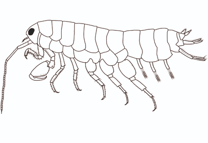 Zootaxa's tweet photo. Talorchestia buensis sp. nov. (#Senticaudata, Talitridae), a #newspecies of amphipod from West Bengal, east coast of #India
https://t.co/Qo6JMZo7kf
#taxonomy https://t.co/UCWSqtGuV2