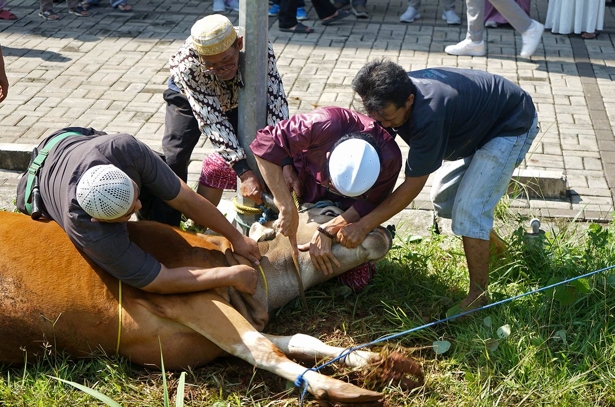 JGU_University's tweet photo. Eid Al-Adha Prayers and Slaughtering of Qurban Animals 10 Dzulhijjah 1444 H ✨ https://t.co/m3nNSBcEDt