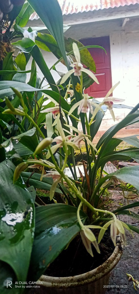 kvnrdt's tweet photo. @DeborahLambkin Cimbidium lancifolium
From indonesia https://t.co/GjosgWtG0L