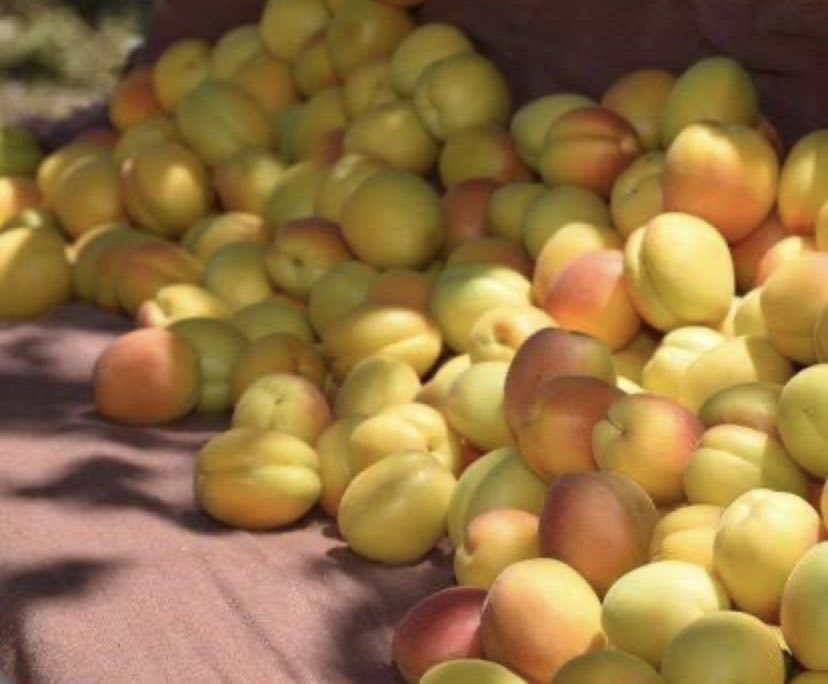 Malatya Kayısısı isteyen var mı?