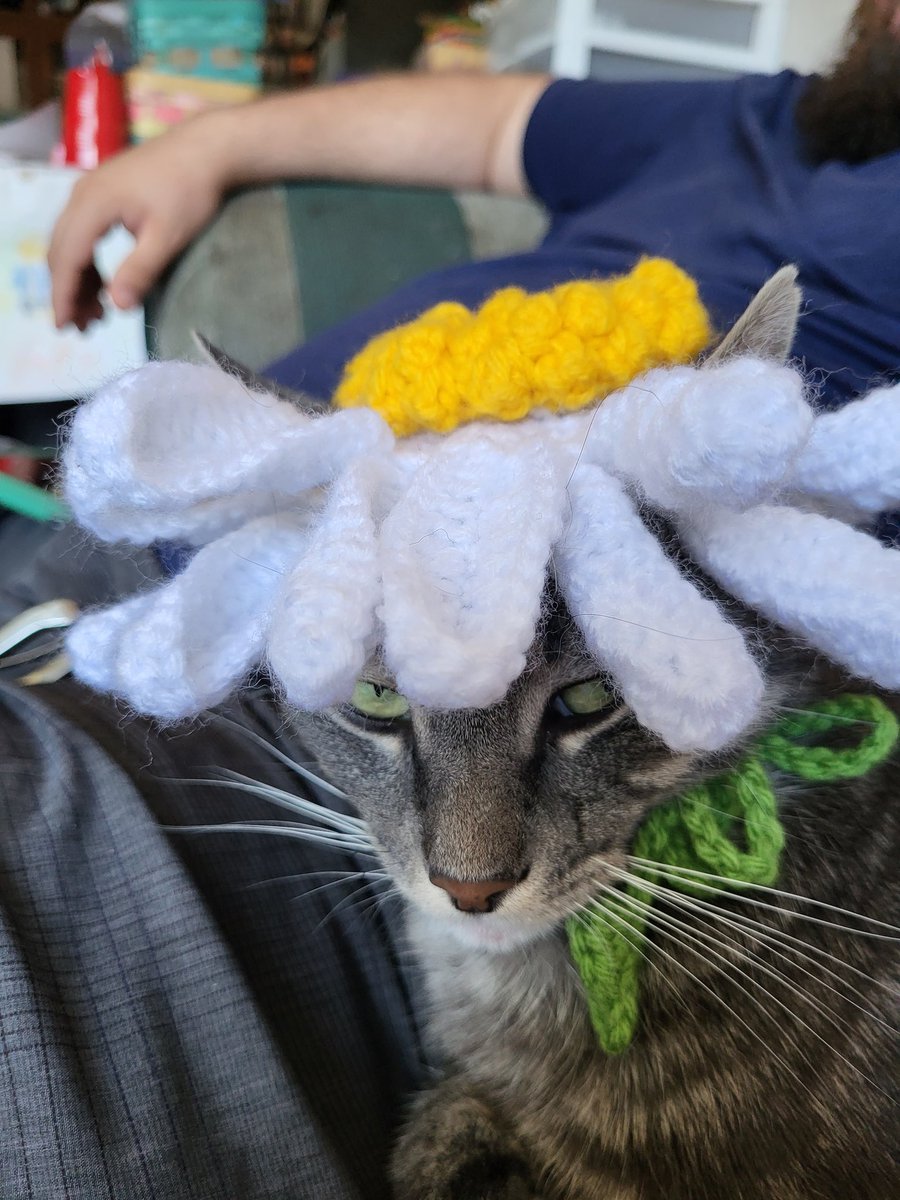 sdcard1984's tweet photo. When you see a 8 second reel and spend two days trying to wing a pattern and it turns out AWESOME

Jorge is LOVING my down time.

Original reel was by @cutecatrock Thanks for the inspiration!

#crochet #cozycorner #CatsOfTwitter #catsinhats https://t.co/AF1sqpIGkT