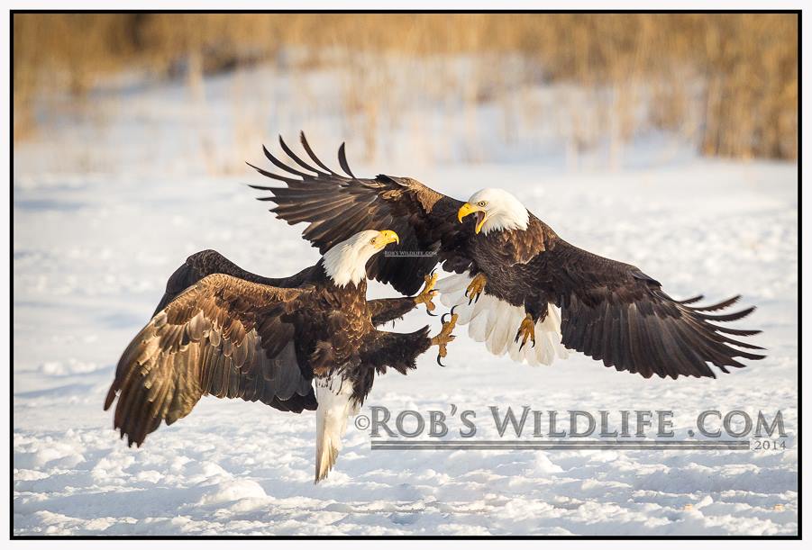 RobsWildlife's tweet photo. Utah Bald Eagles
#Utah #UtahAnimals #UtahLandscape #UtahPhotography
https://t.co/O0Y5bx3jzk
https://t.co/zniWL5MisZ
#Wildlife https://t.co/aiw92LiGO1