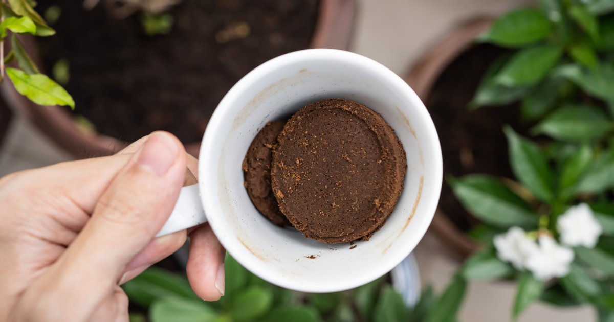 Succulents are known for their resilience and low maintenance requirements. If you're a succulent enthusiast, you might be wondering if coffee grounds can benefit these plants. In this article, we'll explore whether succulents like coffee grounds and

asucculent.com/do-succulents-…