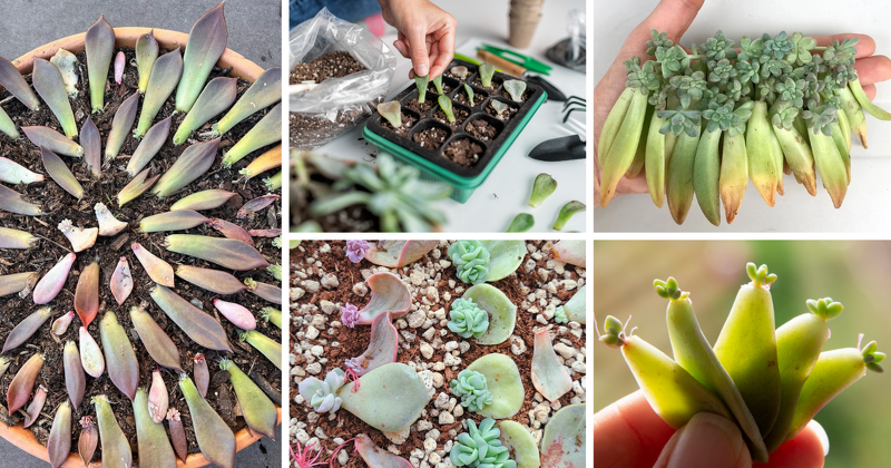 Are you a plant enthusiast wanting to expand your indoor green space? Or perhaps you're just starting your journey with succulents. Either way, this guide is all about how to propagate and repot succulent leaves. Let's begin!

asucculent.com/propagating-su…
