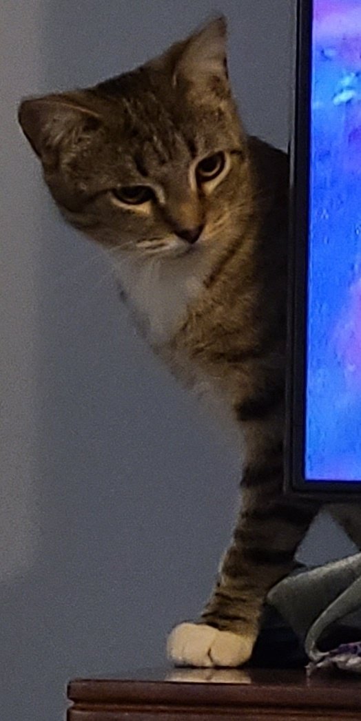 tikamewcat's tweet photo. @edginton_jane @AmbassacatBXL @Angelajester2 @NiftyNeels @Tarde_WaterBear @KcraKarmen @SpookyTheMagni1 @acatnamedfritz @Eireoquinn Oh no Jane that is not nice 😾 https://t.co/p2XLhUPD8n